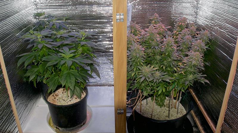 Click image for larger version

Name:	G2 Amnesia Trance, Week 9.7, 12-12 (1).jpg
Views:	304
Size:	571.1 KB
ID:	371325