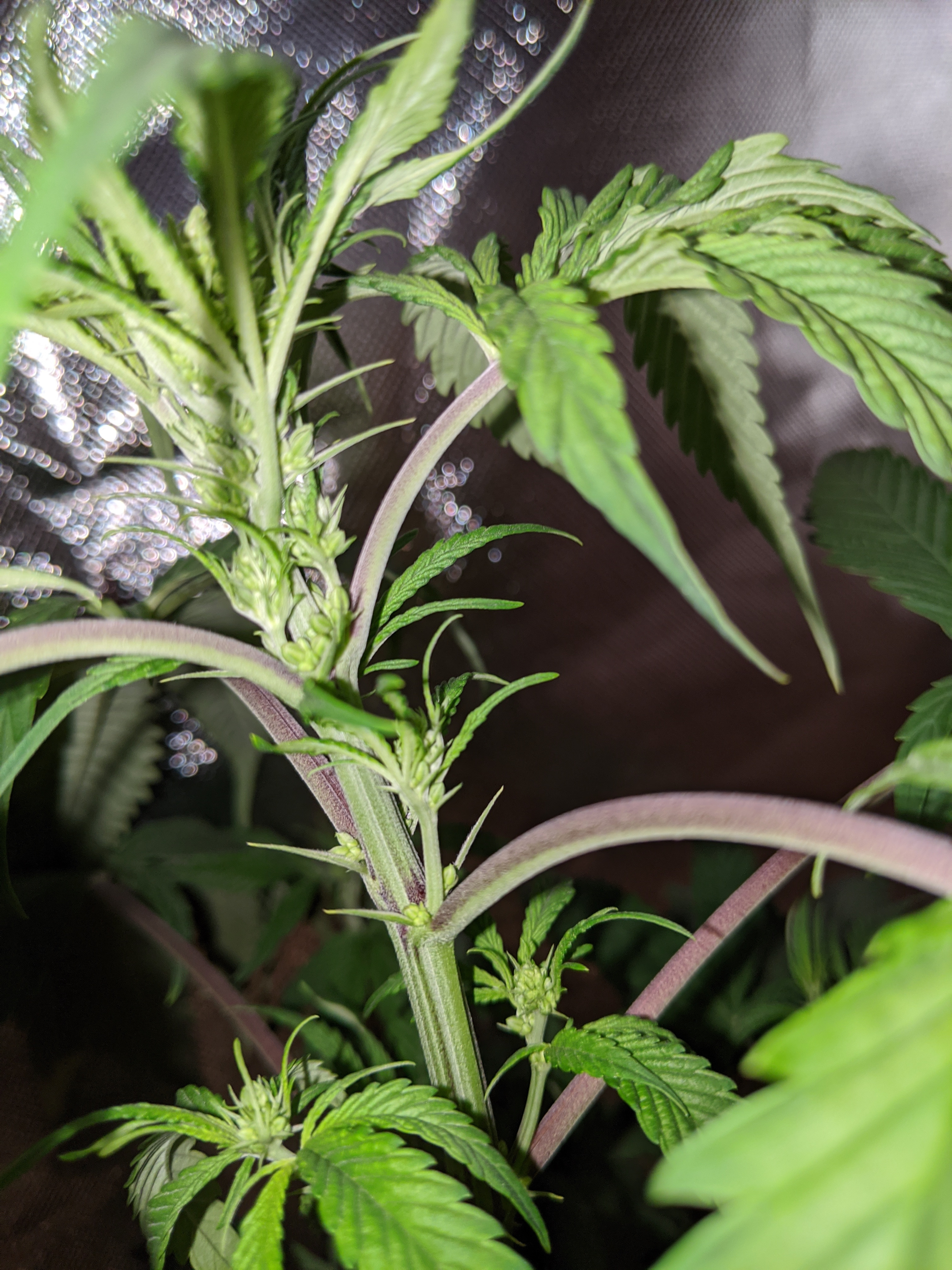 Difficulty telling gender in flowering stage ...