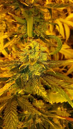 Click image for larger version

Name:	ST x WW PhotoFem seeds.jpg
Views:	300
Size:	1.08 MB
ID:	385327
