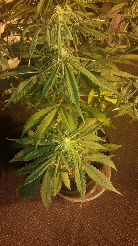 Click image for larger version

Name:	top down shot of GG ladystud after spraying.jpg
Views:	462
Size:	1.05 MB
ID:	385755