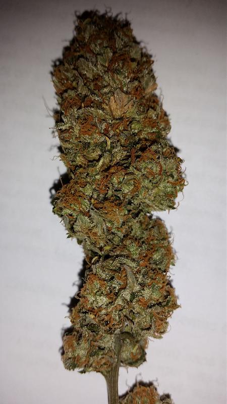 Click image for larger version

Name:	White Widow bud.jpg
Views:	367
Size:	840.3 KB
ID:	388270