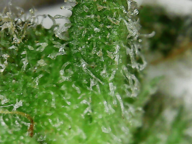 Click image for larger version

Name:	week 12 thing 1 trichomes-3 2020-04-07-090102.jpg
Views:	265
Size:	98.7 KB
ID:	392606