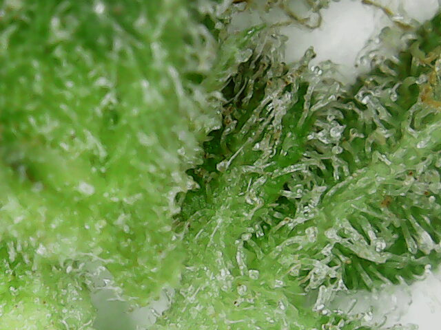 Click image for larger version

Name:	week 12 thing 1 trichomes-2 2020-04-07-090102.jpg
Views:	241
Size:	109.4 KB
ID:	392607
