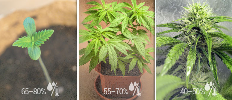 Click image for larger version  Name:	cannabis-info-The-ideal-humidity-levels-for-growing-cannabis2.jpg Views:	0 Size:	99.4 KB ID:	402219