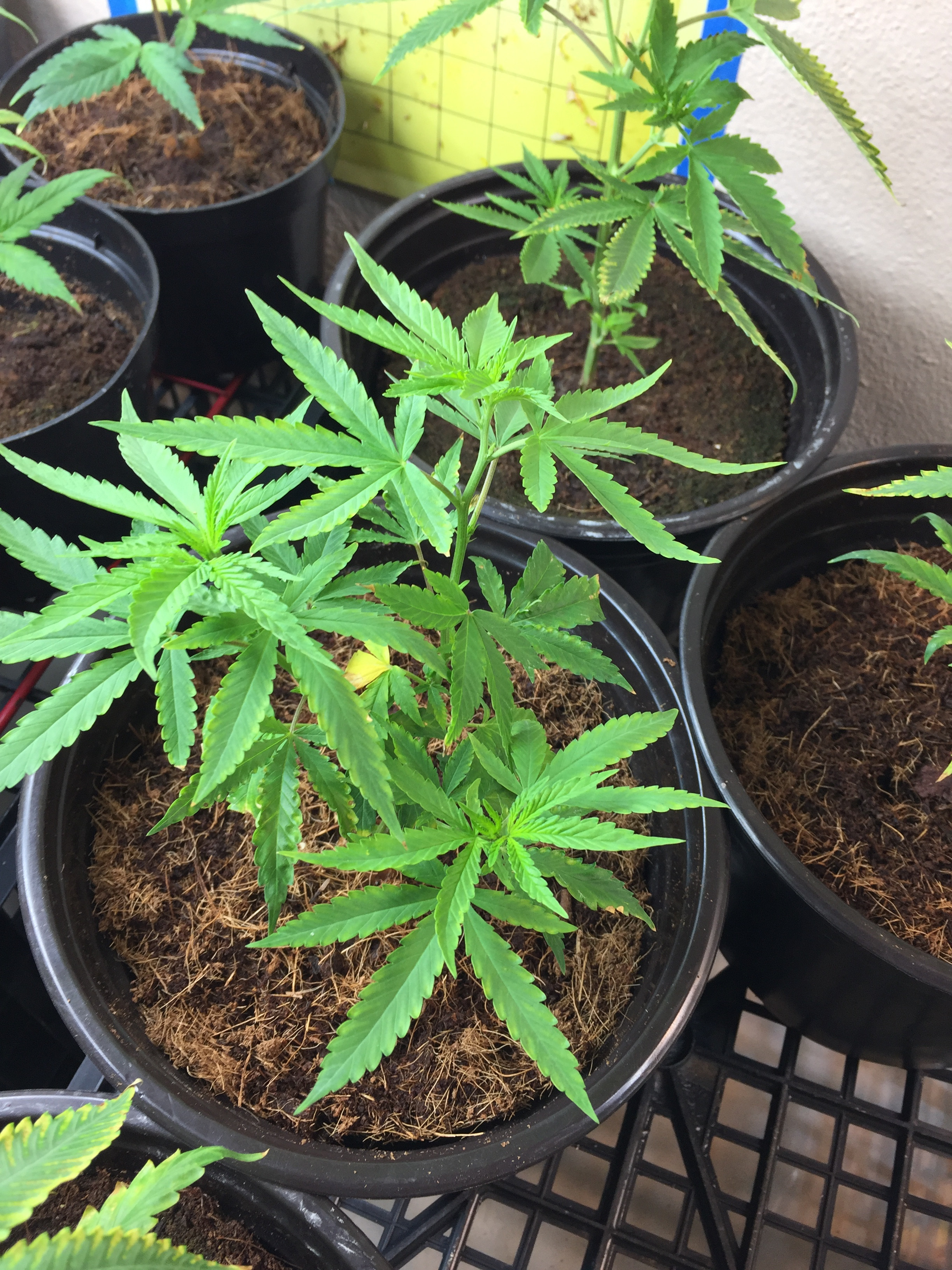 Time to show your grow. Cannabis Growing Forum