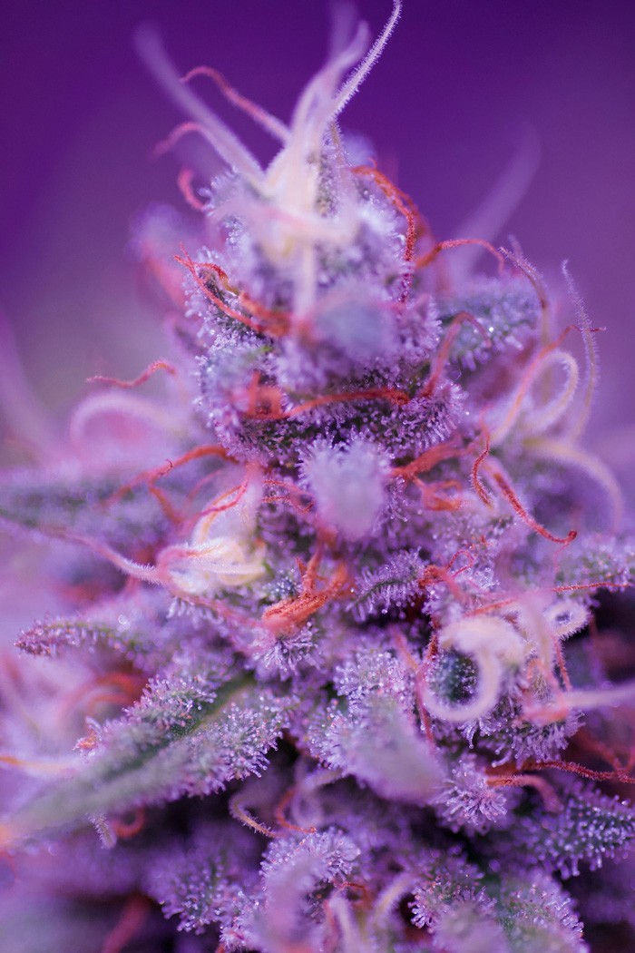 Click image for larger version

Name:	Bud-Candy.jpg
Views:	136
Size:	164.0 KB
ID:	266093