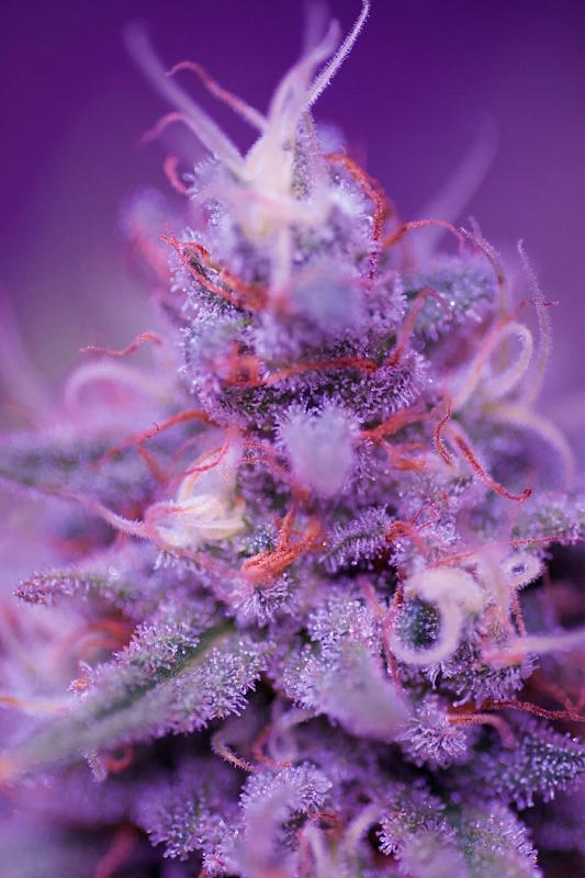 Click image for larger version  Name:	Bud-Candy.jpg Views:	2 Size:	164.0 KB ID:	267105