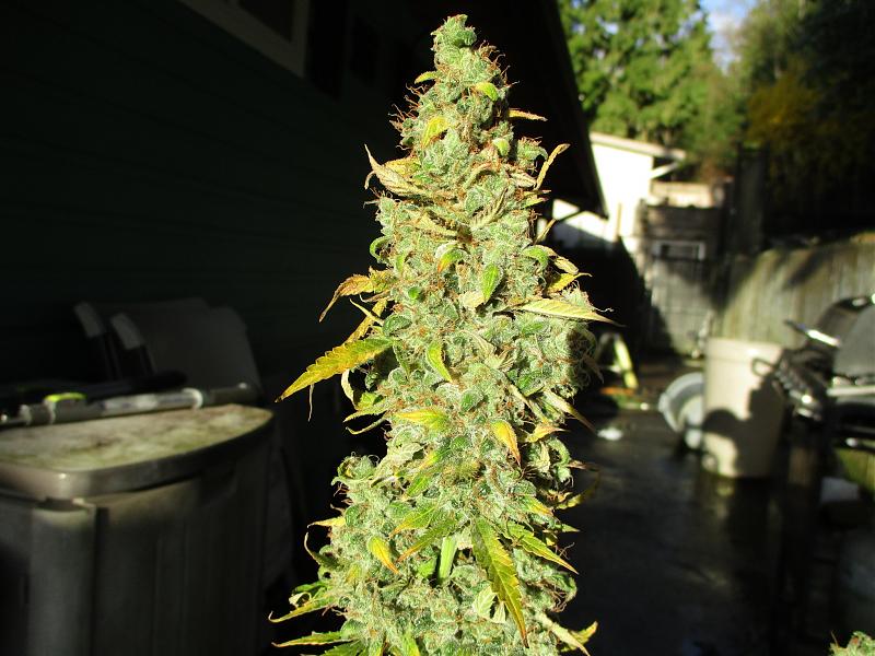 Click image for larger version

Name:	IMG_0546.JPG
Views:	861
Size:	852.3 KB
ID:	390076