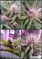 Click image for larger version  Name:	Buds.jpg Views:	1 Size:	232.1 KB ID:	256423