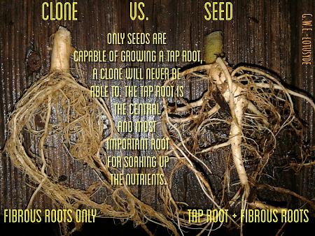 Click image for larger version

Name:	taproot.jpg
Views:	7654
Size:	1.30 MB
ID:	25764