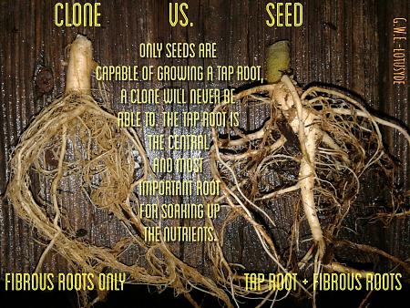 Click image for larger version

Name:	taproot.jpg
Views:	7543
Size:	1.30 MB
ID:	25764