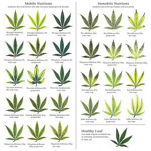 Click image for larger version

Name:	leafe chart #2.jpg
Views:	263
Size:	215.1 KB
ID:	386592