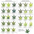 Click image for larger version

Name:	leafe chart #2.jpg
Views:	240
Size:	215.1 KB
ID:	414075