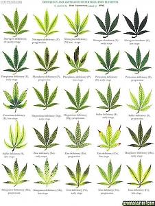 Click image for larger version

Name:	leaf chart #1.jpg
Views:	288
Size:	173.7 KB
ID:	386591