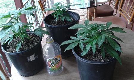 Click image for larger version

Name:	20200520_152053 (1)  autos 15days from seed.jpg
Views:	999
Size:	941.2 KB
ID:	408745