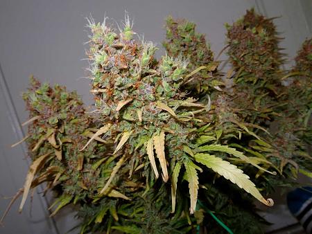 Click image for larger version

Name:	purple-auto-flowering-bud.jpg
Views:	442
Size:	262.1 KB
ID:	348329