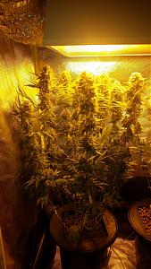 Click image for larger version

Name:	HPS.jpg
Views:	1085
Size:	1.72 MB
ID:	411998