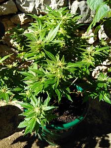Click image for larger version

Name:	weed1.jpg
Views:	318
Size:	5.10 MB
ID:	345207