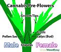 Click image for larger version

Name:	cannabis-preflowers-diagram-sm.jpg
Views:	256
Size:	52.2 KB
ID:	396638