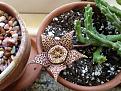 Click image for larger version

Name:	stapelia flower.JPG
Views:	442
Size:	1.90 MB
ID:	369208