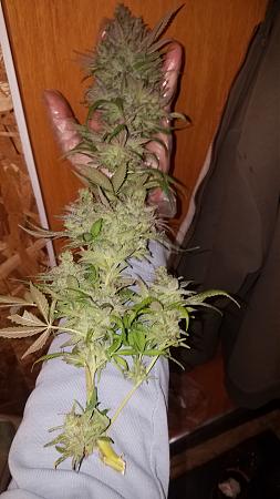 Click image for larger version

Name:	20181204_133649.jpg
Views:	391
Size:	1.24 MB
ID:	272582
