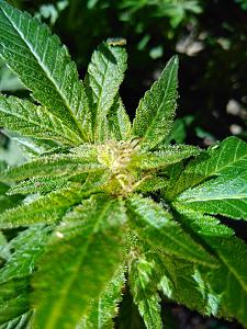 Click image for larger version

Name:	weed2.jpg
Views:	318
Size:	4.95 MB
ID:	345209