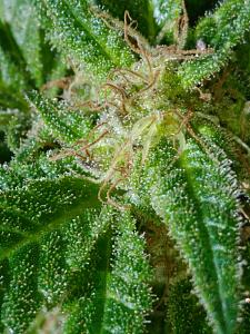 Click image for larger version

Name:	weed3.jpg
Views:	322
Size:	3.30 MB
ID:	345211