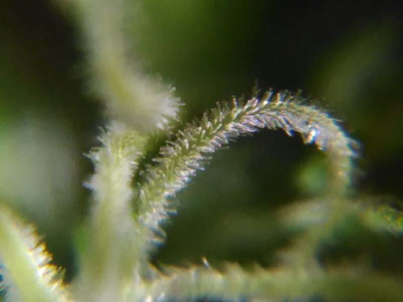 What is the absolute best trichome microscope out there? - Harvesting - I  Love Growing Marijuana Forum