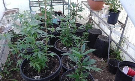 Click image for larger version

Name:	20200506_132159  green house may 8.jpg
Views:	399
Size:	1.04 MB
ID:	404198