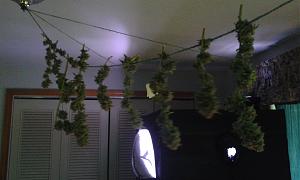 Click image for larger version

Name:	20200518_152640  Big Bud.jpg
Views:	316
Size:	650.3 KB
ID:	406248