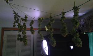 Click image for larger version

Name:	20200518_152640  Big Bud.jpg
Views:	284
Size:	650.3 KB
ID:	406248