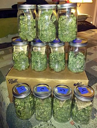 Click image for larger version

Name:	Final yield 01 - all jars.jpg
Views:	316
Size:	747.6 KB
ID:	147606