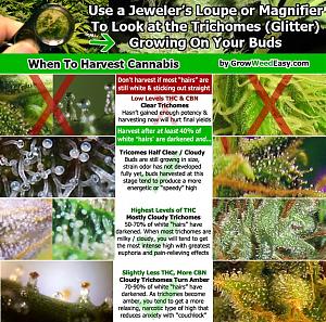 Click image for larger version

Name:	when-to-harvest-cannabis-diagram.jpg
Views:	163
Size:	253.4 KB
ID:	231273