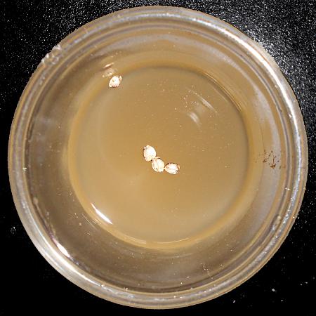 Click image for larger version

Name:	Prep - Seeds - start soak in water 1 - Copy.jpg
Views:	304
Size:	712.9 KB
ID:	394097