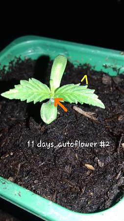 Click image for larger version

Name:	DAY11RAK1.jpg
Views:	746
Size:	777.8 KB
ID:	81724