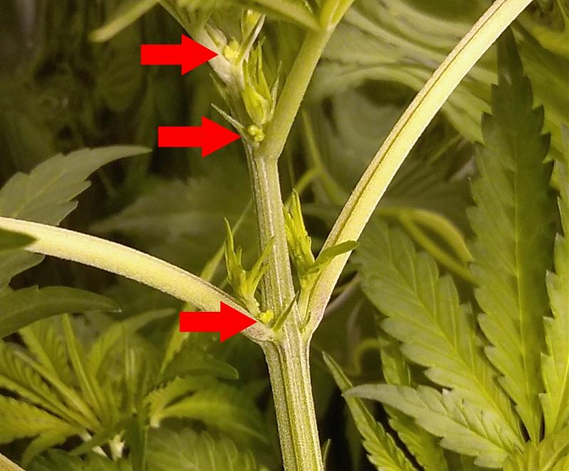 Click image for larger version

Name:	Rug Burn OG sex day 41 -01.jpg
Views:	352
Size:	590.4 KB
ID:	130512