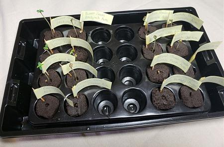 Click image for larger version  Name:	germinated-seedlings-in-rapid-rooters.jpg Views:	1 Size:	230.7 KB ID:	230947