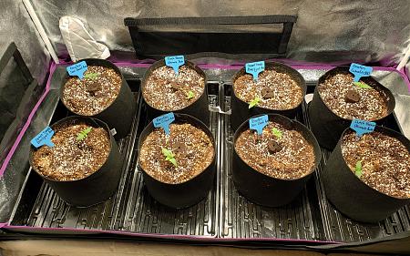 Click image for larger version

Name:	1-week-old-seedlings-in-smart-pots.jpg
Views:	631
Size:	394.3 KB
ID:	231357