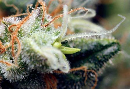 Click image for larger version  Name:	closeup-example-of-herm-cannabis-banana.jpg Views:	1 Size:	197.3 KB ID:	130455