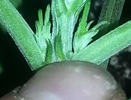 Click image for larger version

Name:	male-pre-flower-.jpg
Views:	256
Size:	39.0 KB
ID:	375190