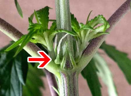 Click image for larger version

Name:	female-preflowers.jpg
Views:	306
Size:	39.6 KB
ID:	375189