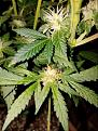 Click image for larger version

Name:	Jan 10 update Super Lemon Haze 2.jpg
Views:	492
Size:	238.4 KB
ID:	40588