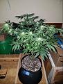 Click image for larger version

Name:	Jan 10 update Jack Herer 1.jpg
Views:	494
Size:	227.4 KB
ID:	40590