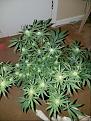 Click image for larger version

Name:	Jan 10 update Jack Herer 2.jpg
Views:	490
Size:	235.5 KB
ID:	40591
