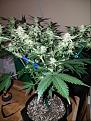 Click image for larger version

Name:	Jan. 10 update Super Lemon Haze 1.jpg
Views:	532
Size:	242.8 KB
ID:	40594
