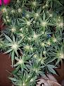 Click image for larger version

Name:	Jan 10 update Super Lemon Haze 3.jpg
Views:	503
Size:	292.6 KB
ID:	40595