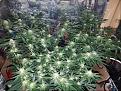 Click image for larger version

Name:	Jan 10 update flower room.jpg
Views:	492
Size:	289.5 KB
ID:	40596