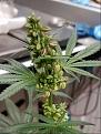Click image for larger version

Name:	Jan 17 update male flower 1.jpg
Views:	504
Size:	182.8 KB
ID:	43806