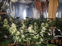 Click image for larger version

Name:	Jan 17 update flower room 3.jpg
Views:	503
Size:	255.0 KB
ID:	43808