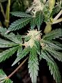 Click image for larger version

Name:	Jan 17 update seeded flower.jpg
Views:	476
Size:	213.2 KB
ID:	43811